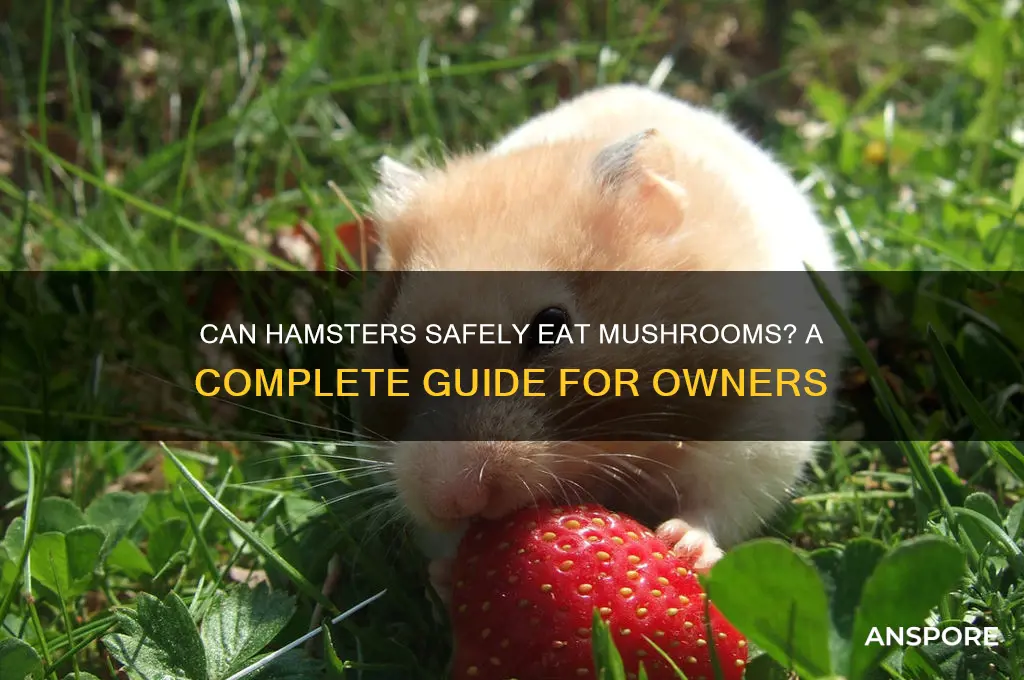 can hamsters eat mushrooms