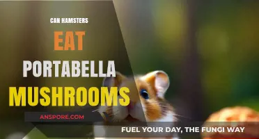 Can Hamsters Safely Eat Portabella Mushrooms? A Complete Guide