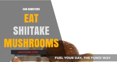 Can Hamsters Safely Eat Shiitake Mushrooms? A Complete Guide