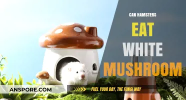 Can Hamsters Safely Eat White Mushrooms? A Complete Guide
