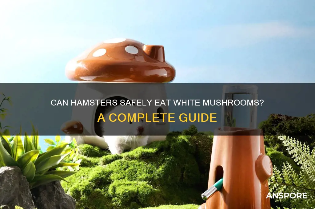 can hamsters eat white mushrooms