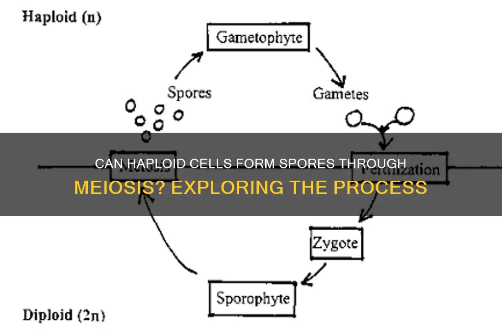 can haploid cells form spores by meiosis