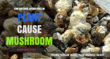 Can Gecko Eggs in Plants Cause Mushroom Growth? Exploring the Link