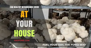 Growing Healthy Mushrooms at Home: Tips for a Thriving Indoor Harvest