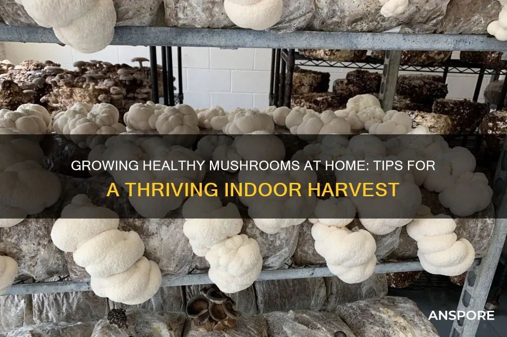 can healthy mushrooms grow at your house