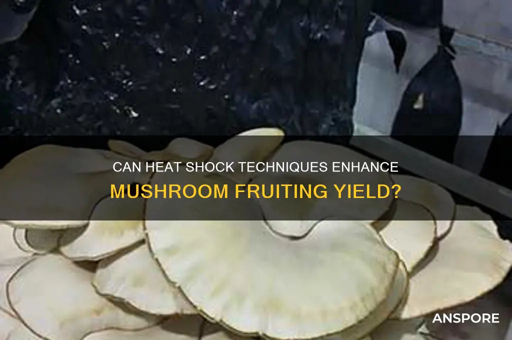 can heat bomb be used to fruit mushrooms too