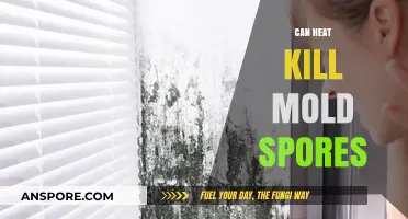 Can Heat Kill Mold Spores? Effective Temperatures and Methods Explained