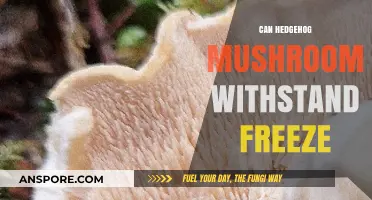 Hedgehog Mushrooms and Frost: Can They Survive Freezing Temperatures?