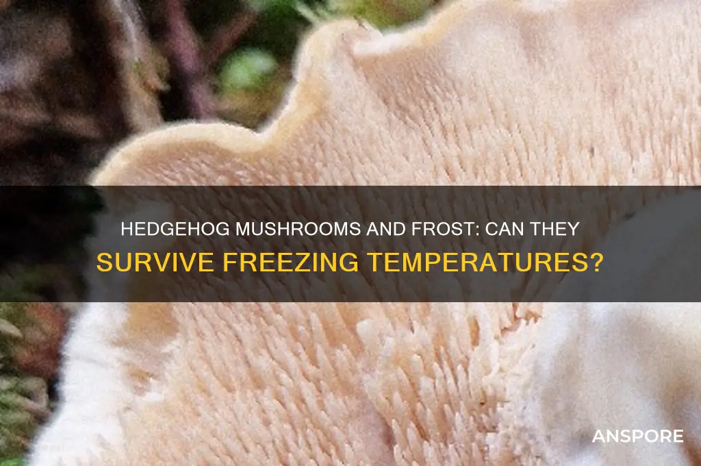 can hedgehog mushrooms withstand freeze