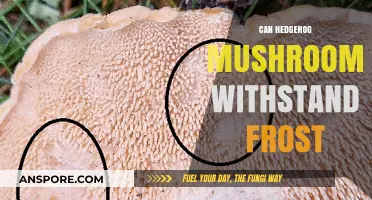 Hedgehog Mushrooms and Frost: Survival Tips for Cold Climates