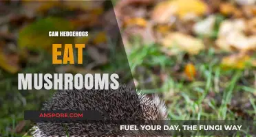 Can Hedgehogs Safely Eat Mushrooms? A Complete Dietary Guide