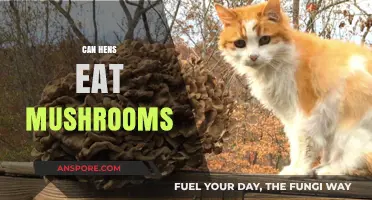 Can Hens Safely Eat Mushrooms? A Complete Feeding Guide