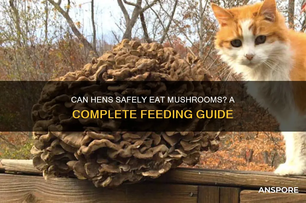 can hens eat mushrooms