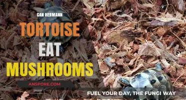 Can Hermann Tortoises Safely Eat Mushrooms? A Dietary Guide