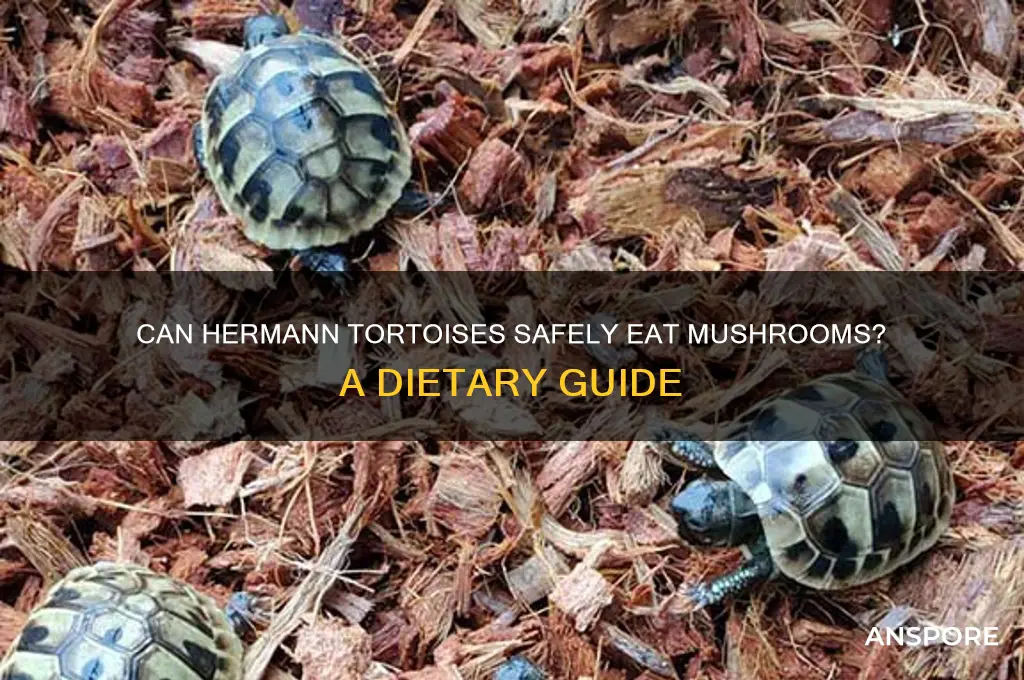 can hermann tortoise eat mushrooms