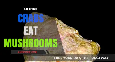 Can Hermit Crabs Safely Eat Mushrooms? A Complete Diet Guide