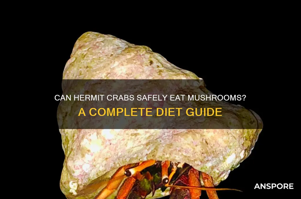 can hermit crabs eat mushrooms