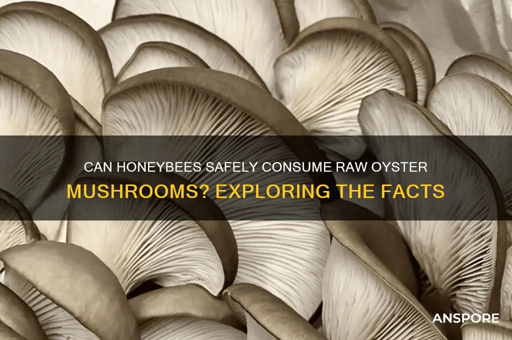 can honeybees have oyster mushrooms raw
