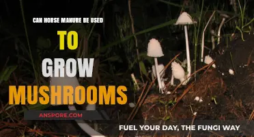 Using Horse Manure to Cultivate Mushrooms: A Sustainable Growing Method