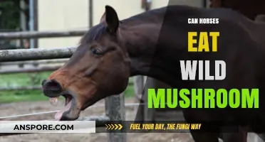 Can Horses Safely Eat Wild Mushrooms? Risks and Precautions