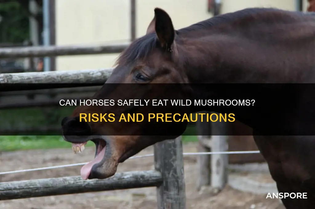 can horses eat wild mushrooms