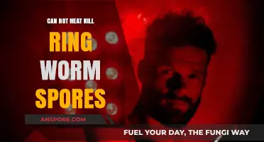 Hot Heat vs. Ringworm Spores: Can High Temperatures Eliminate Them?