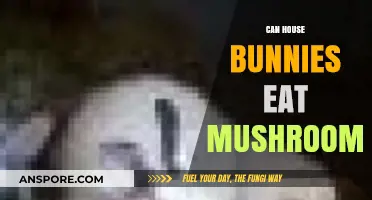 Can House Bunnies Eat Mushrooms? A Safe Feeding Guide