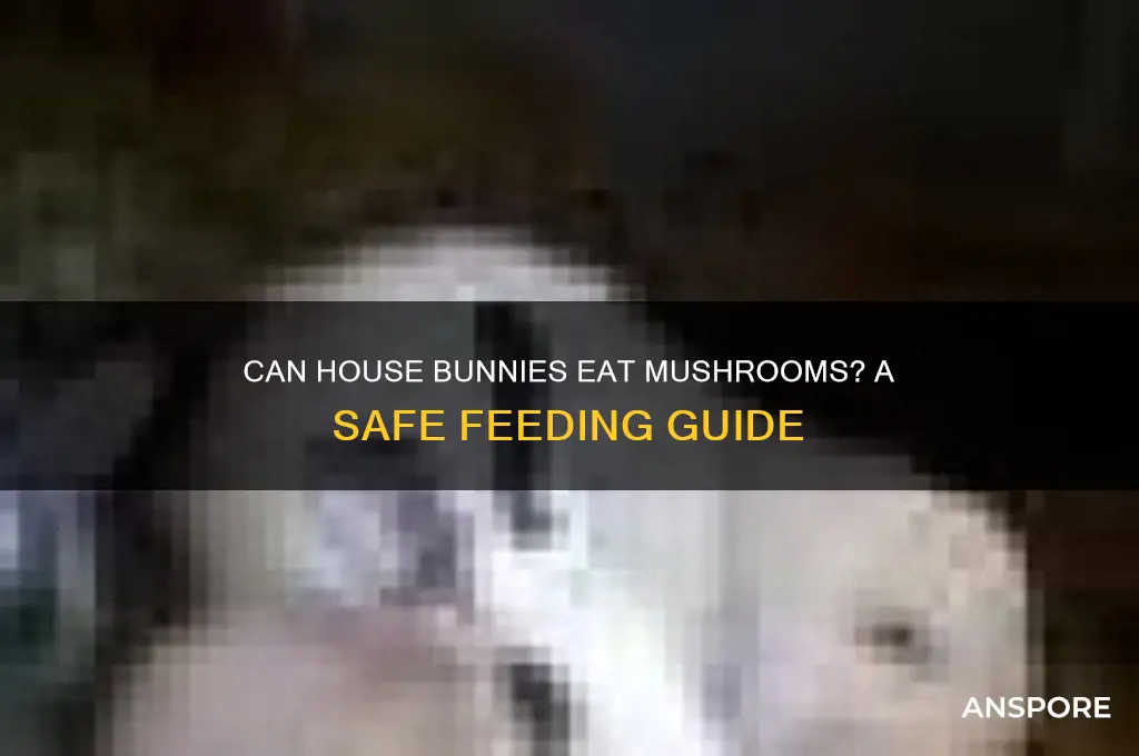 can house bunnies eat mushrooms