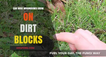 Do Giant Mushrooms Thrive on Dirt Blocks? Exploring Fungal Growth