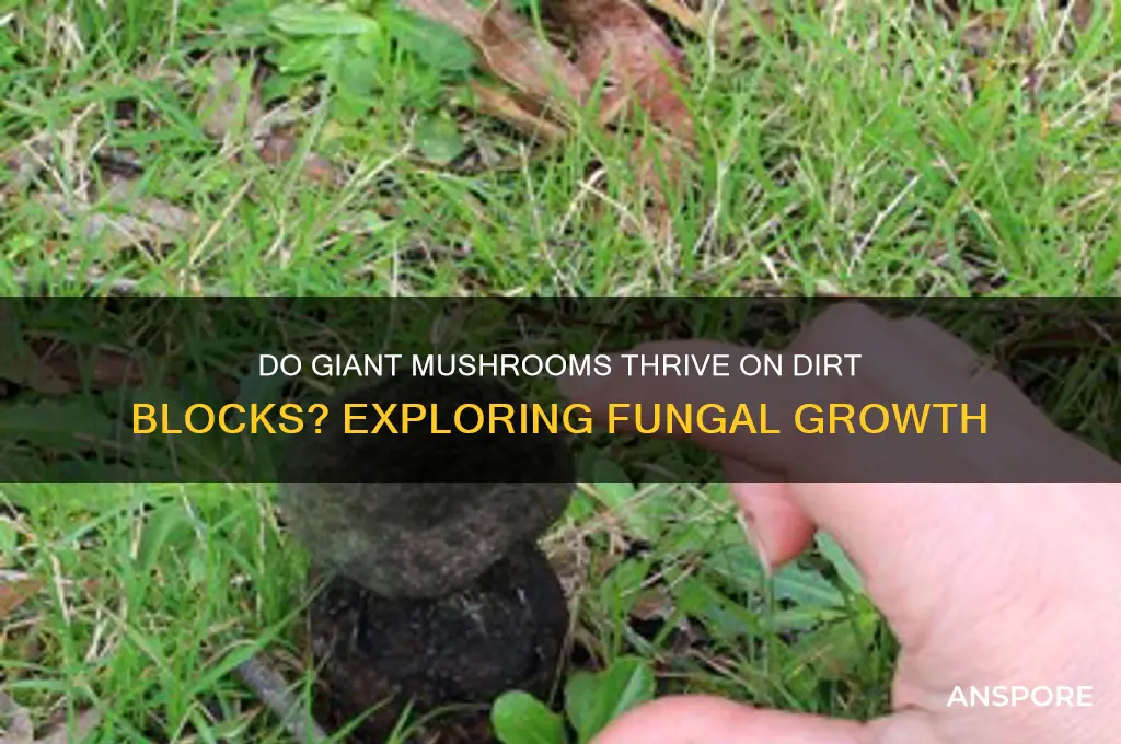 can huge mushrooms grow on dirt blocks