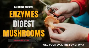 Can Human Digestive Enzymes Break Down Mushrooms? Exploring Digestibility