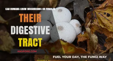 Can Mushrooms or Fungi Thrive in the Human Digestive System?