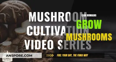 Can Humans Grow Mushrooms? A Beginner's Guide to Fungal Cultivation