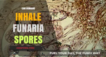 Can Humans Safely Inhale Funaria Spores? Exploring the Risks