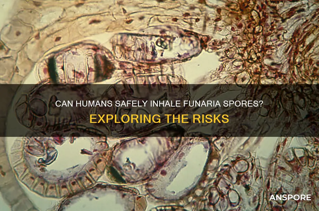 can humans inhale funaria spores