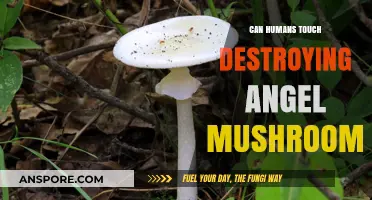 Touching the Destroying Angel: Deadly Consequences of Handling Toxic Mushrooms