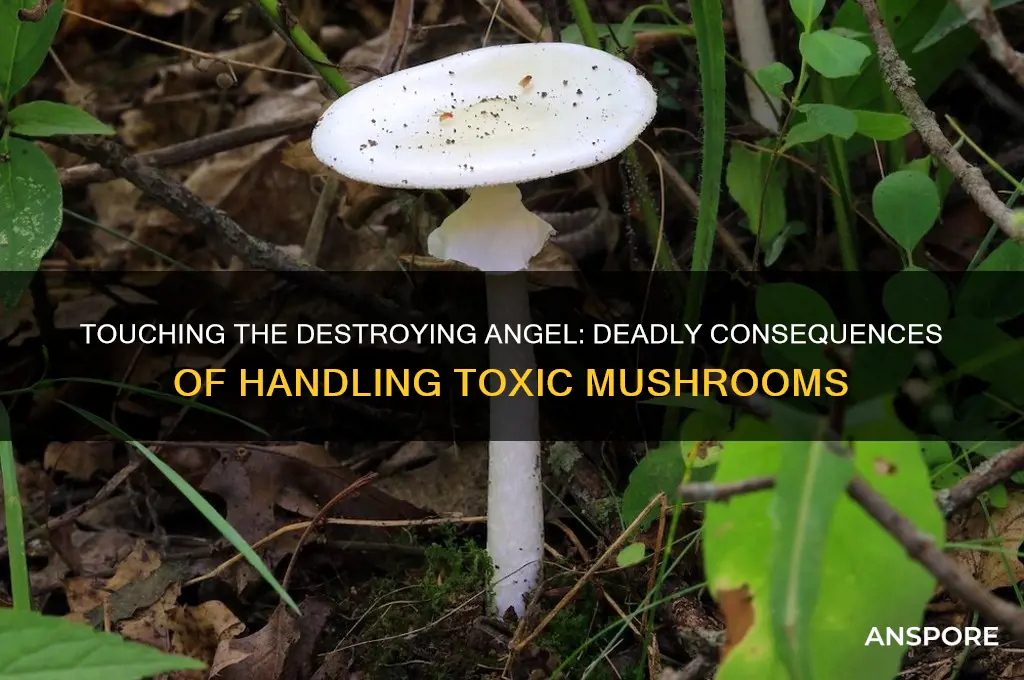 can humans touch destroying angel mushrooms