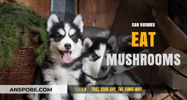 Can Huskies Safely Eat Mushrooms? A Pet Owner's Guide