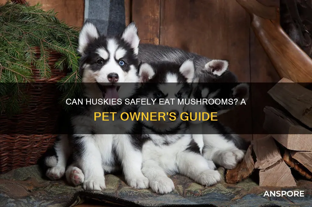 can huskies eat mushrooms