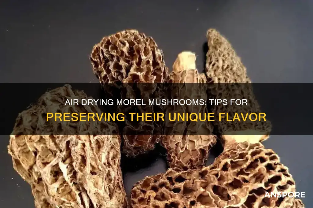 can i air dry morel mushrooms