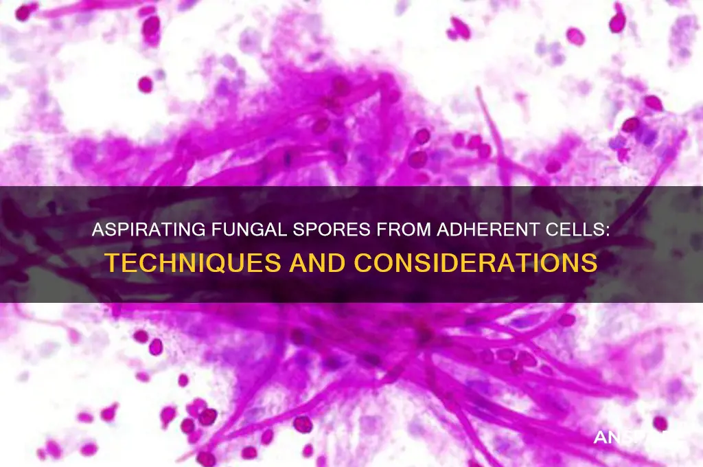 can i aspirate the fungal spores from adherent cells
