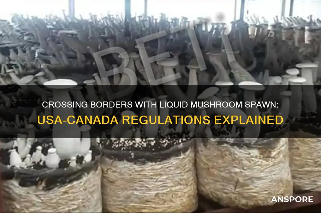 can i bring liquid mushroom spawn across usa canada border