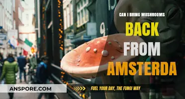 Bringing Mushrooms from Amsterdam: Legalities and Travel Tips