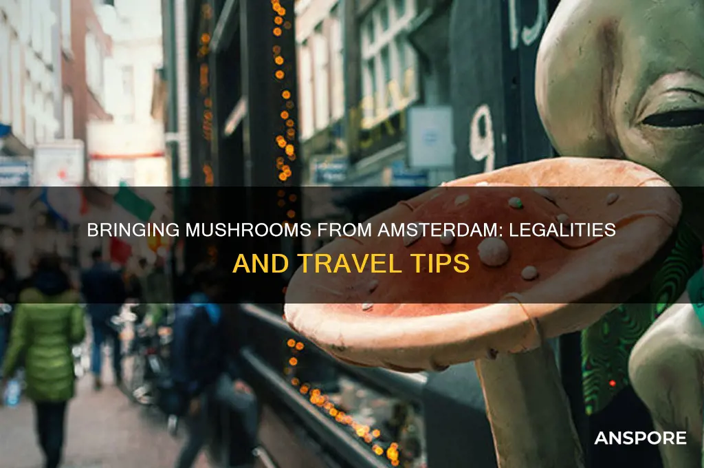 can i bring mushrooms back from amsterdam