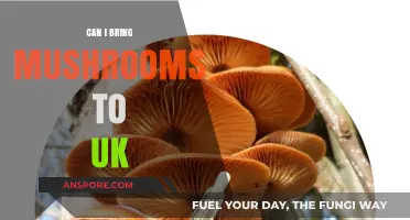 Bringing Mushrooms to the UK: Legal Guidelines and Travel Tips