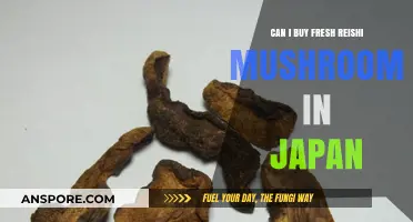 Where to Find Fresh Reishi Mushrooms in Japan: A Buyer's Guide