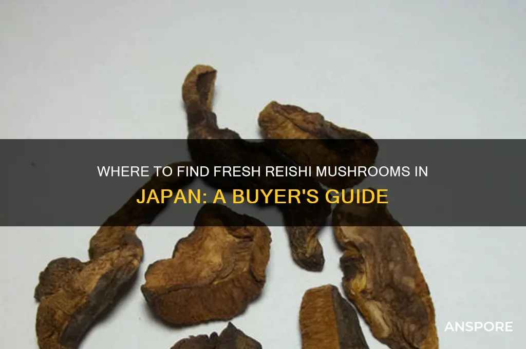 can i buy fresh reishi mushrooms in japan