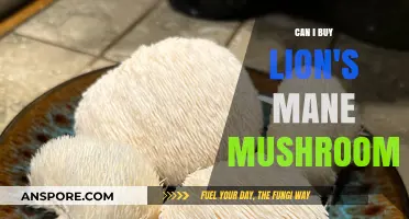 Where to Buy Lion's Mane Mushrooms: A Comprehensive Guide