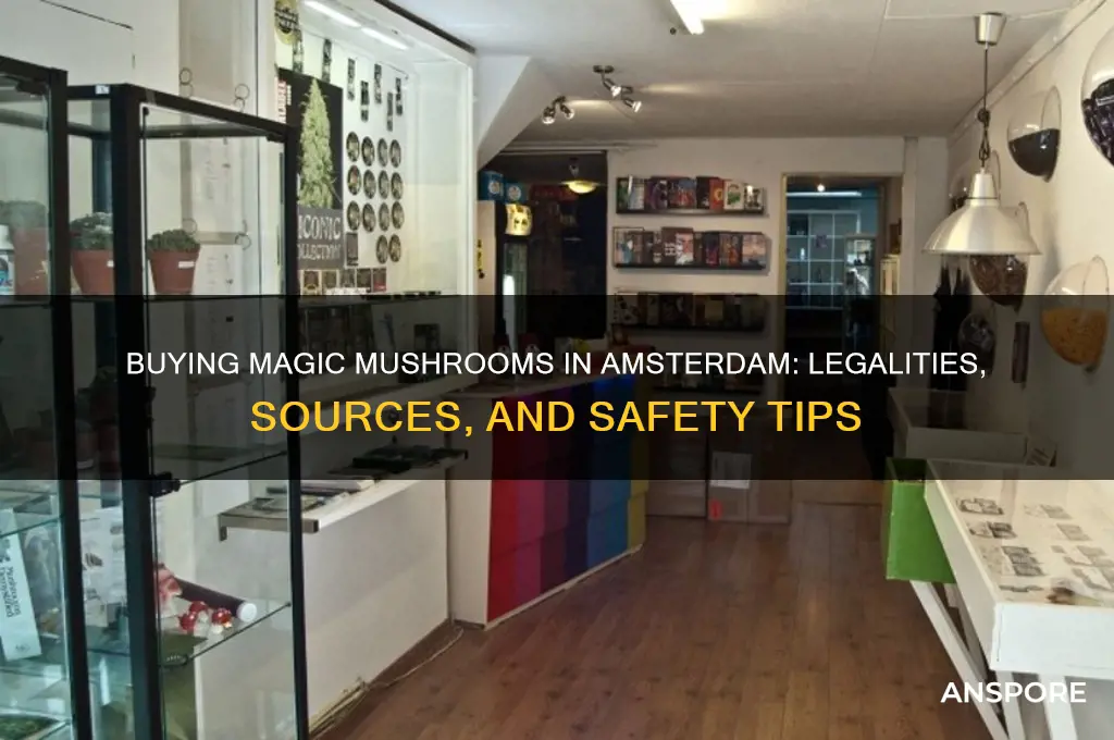 can i buy magic mushroom amsterdam