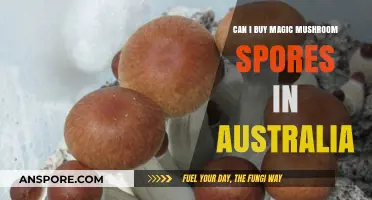 Buying Magic Mushroom Spores in Australia: Legalities and Options Explained